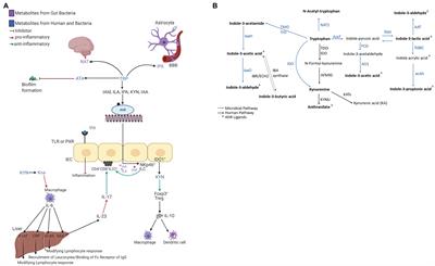 Profiling Tryptophan Catabolites of Human Gut Microbiota and Acute-Phase Protein Levels in Neonatal Dried Blood Specimens